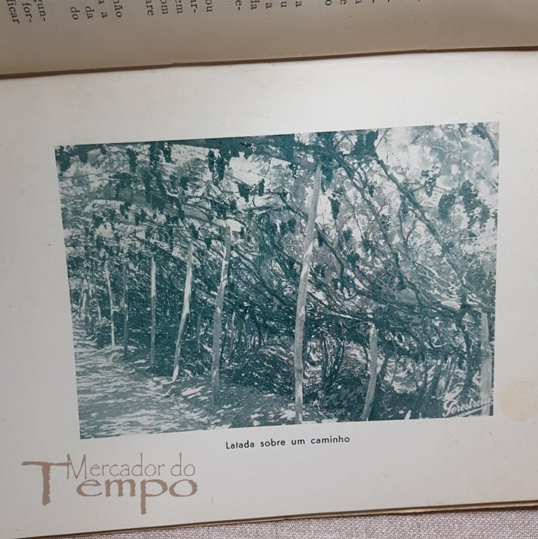 Subsidios para o estudo da Vinha e do Vinho na região da Madeira, 1953