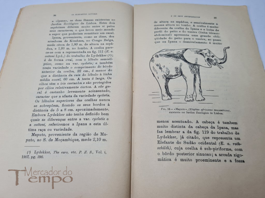 Os Elefantes Actuais e os seus antepassados- Fernando Frade, 1925