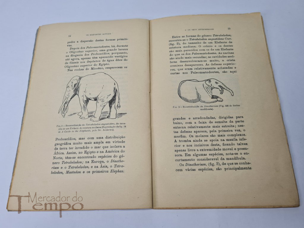 Os Elefantes Actuais e os seus antepassados- Fernando Frade, 1925